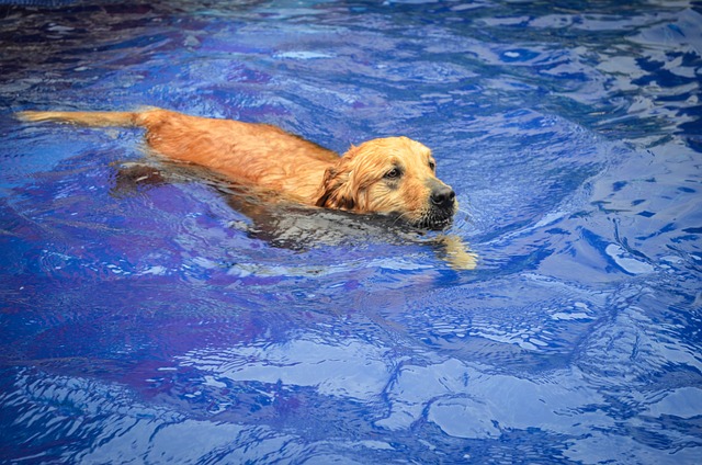 psík v bazénu